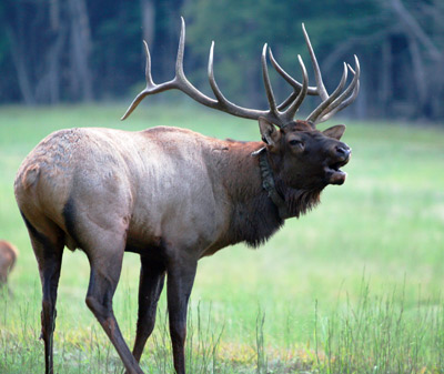 Elk Bull