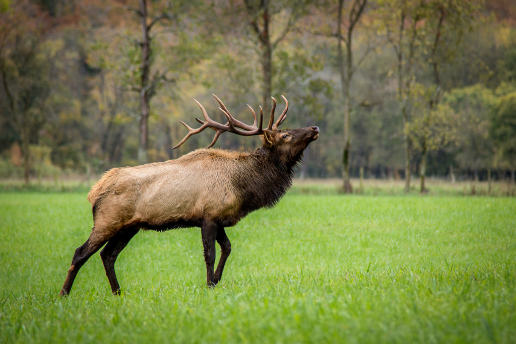 Elk Bull